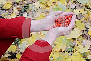 The rose hip, also known as rose haw or rose hep, is the fruit of the rose hip plant in woman hands. Rosa eglanteria Rosa photo