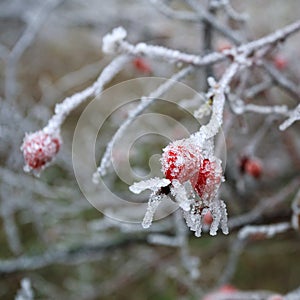 Rose-hip berries covered with a frozen ice crystals