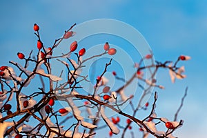 Rose hip and blue sky. Dog rose berry in winter