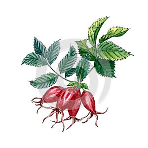 Rose hip branch with berries and leaves isolated on white background