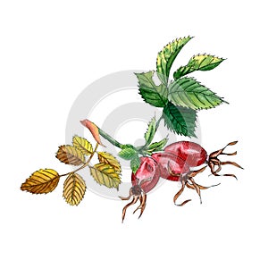 Rose hip branch with berries and leaves isolated on white background