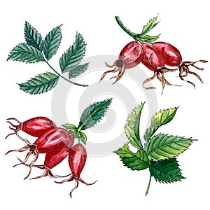 Rose hip branch with berries and leaves isolated on white background