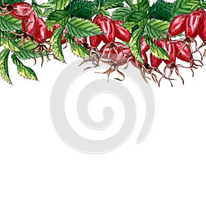 Rose hip branch with berries and leaves isolated on white background