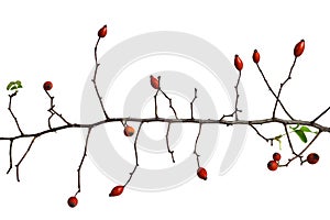 Rose hip branch isolated on white