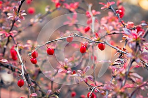 Rose hip on a branch. Winter berries. Autumn red berries in garden. Dog-rose on dry bush. November landscape.