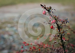 Rose hip on a branch. Winter berries. Autumn red berries in garden. Dog-rose on dry bush. November landscape.