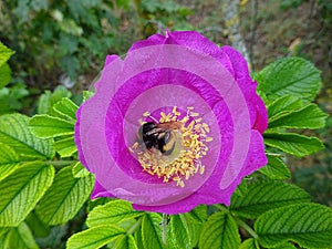 Rose hip with bumblebee inside