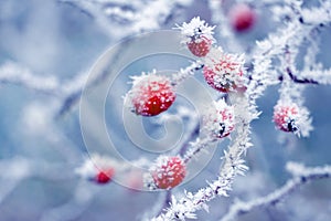 Rose hip bush with frost-covered branches and red berries on a light blue blurred background