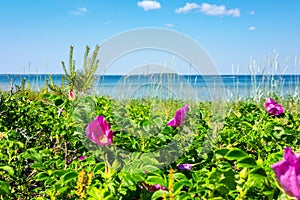 Rose hip bushes on a seashore. Estonia