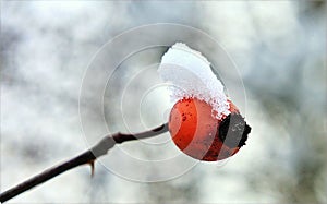 Rose hip covered with snow against a blurry backdrop.