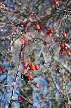 Rose-hip detail in winter bare branches. Red and blue colors.