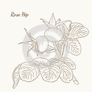 Rose hip. Dog rose. Eglantine. Plant with berries. photo