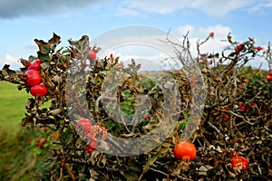 Rose Hip on Foehr Island