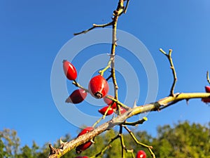 Rose hip fruit on blue sky