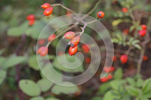 Rose hip fruit, in the bush, with blurred background, in autumn