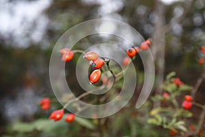 Rose hip fruit, in the bush, with blurred background, in autumn