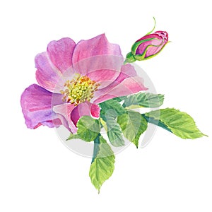 Rose Hip. Greeting card with watercolor wild flowers on a white background. Dog-rose.
