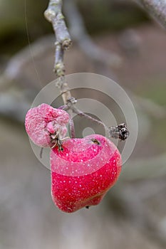 Rose hip in detail