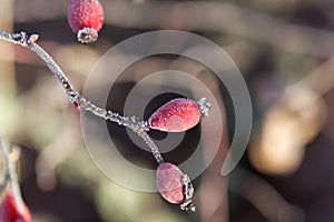 Rose hip with hoar frost.