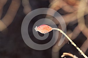 Rose hip with hoar frost.