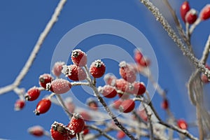 Rose Hip With Hoarfrost Close Up