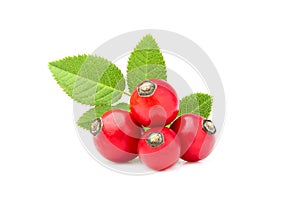 Rose hip with leaves isolated.