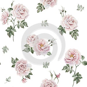 Rose hip pink flowers with buds and green leaves, Victorian style, watercolor seamless pattern on white background.