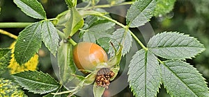 A rose hip (Rosa canina) bush bearing ripe rose hips (Rosa canina).