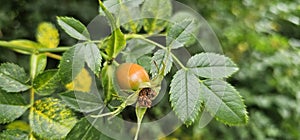 A rose hip (Rosa canina) bush bearing ripe rose hips (Rosa canina).