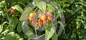 A rose hip (Rosa canina) bush bearing ripe rose hips (Rosa canina).