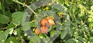 A rose hip (Rosa canina) bush bearing ripe rose hips (Rosa canina).