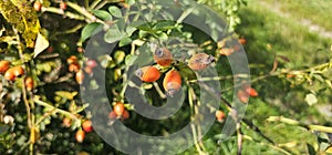 A rose hip (Rosa canina) bush bearing ripe rose hips (Rosa canina).