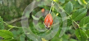 A rose hip (Rosa canina) bush bearing ripe rose hips (Rosa canina).