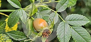 A rose hip (Rosa canina) bush bearing ripe rose hips (Rosa canina)