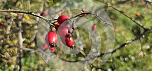 A rose hip (Rosa canina) bush bearing ripe rose hips (Rosa canina).