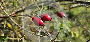 A rose hip (Rosa canina) bush bearing ripe rose hips (Rosa canina).