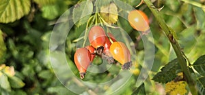 A rose hip (Rosa canina) bush bearing ripe rose hips (Rosa canina).