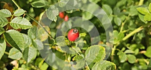 A rose hip (Rosa canina) bush bearing ripe rose hips (Rosa canina).