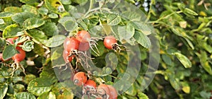 A rose hip (Rosa canina) bush bearing ripe rose hips (Rosa canina).