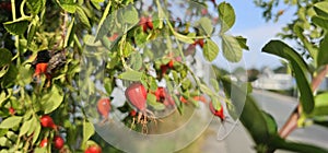 A rose hip (Rosa canina) bush bearing ripe rose hips (Rosa canina).