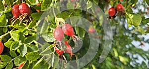 A rose hip (Rosa canina) bush bearing ripe rose hips (Rosa canina).