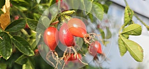 A rose hip (Rosa canina) bush bearing ripe rose hips (Rosa canina).