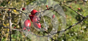 A rose hip (Rosa canina) bush bearing ripe rose hips (Rosa canina).