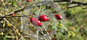 A rose hip (Rosa canina) bush bearing ripe rose hips (Rosa canina).