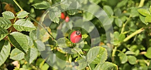 A rose hip (Rosa canina) bush bearing ripe rose hips (Rosa canina).