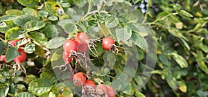 A rose hip (Rosa canina) bush bearing ripe rose hips (Rosa canina).