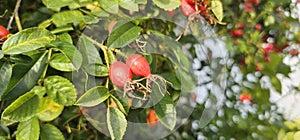 A rose hip (Rosa canina) bush bearing ripe rose hips (Rosa canina).