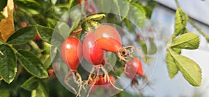 A rose hip (Rosa canina) bush bearing ripe rose hips (Rosa canina).