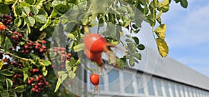 A rose hip (Rosa canina) bush bearing ripe rose hips (Rosa canina).