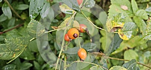 A rose hip (Rosa canina) bush bearing ripe rose hips (Rosa canina).